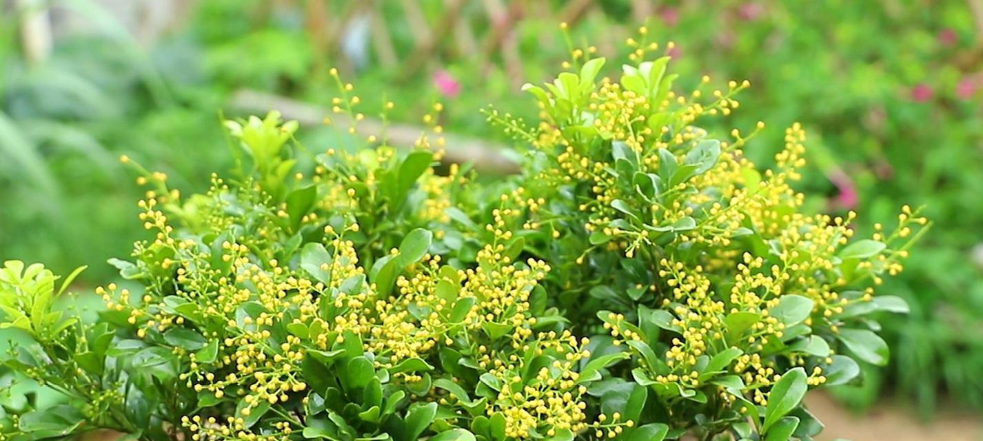 米兰花语代表什么意思？如何正确解读米兰的花语含义？