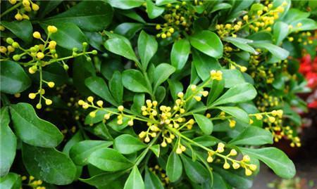 米兰花语代表什么意思？如何正确解读米兰的花语含义？