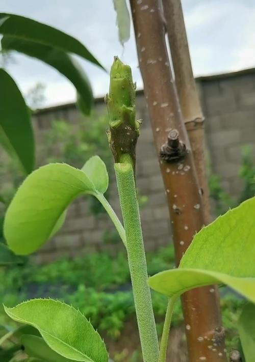 梨树芽接的最佳时间是什么时候？有哪些技术方法可以提高成功率？