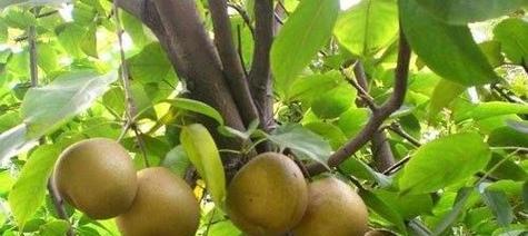 梨树种植的最佳时间和方法是什么？