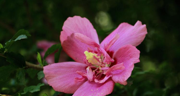 木槿花的象征意义是什么？木槿花代表了哪些文化含义？