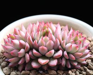 女雏会开花吗？女雏花的花语与寓意是什么？
