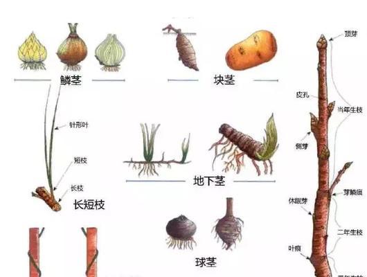 犁头尖和犁头草有什么区别？如何正确区分它们？