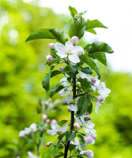 苹果花代表什么意思？苹果花的象征意义有哪些？