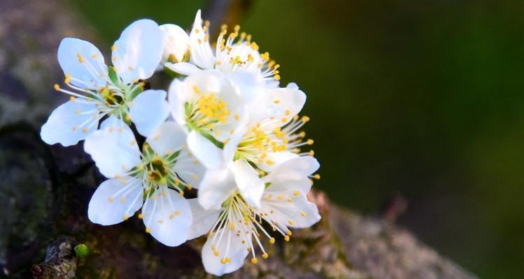 李树花是什么颜色的？常见品种颜色有哪些？