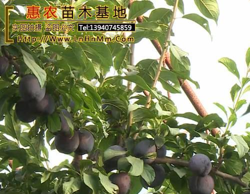 李树几年结果实？如何正确管理以提高产量？