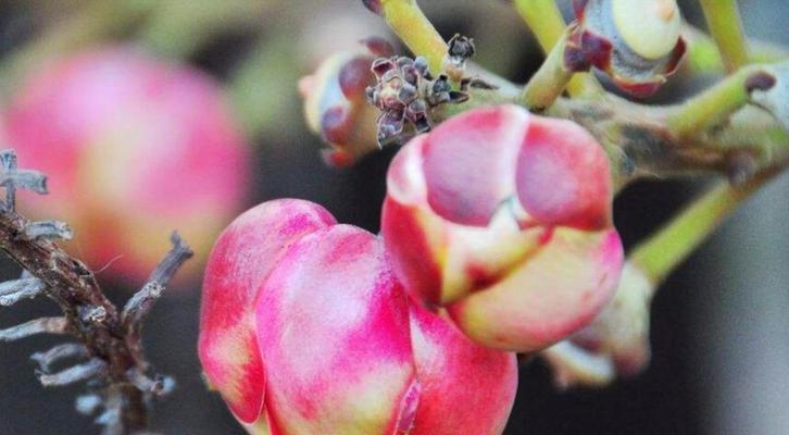 菩提开花是什么样子？开花有什么特别含义吗？