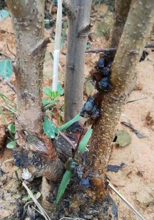 李树开花不结果怎么办？如何提高坐果率？