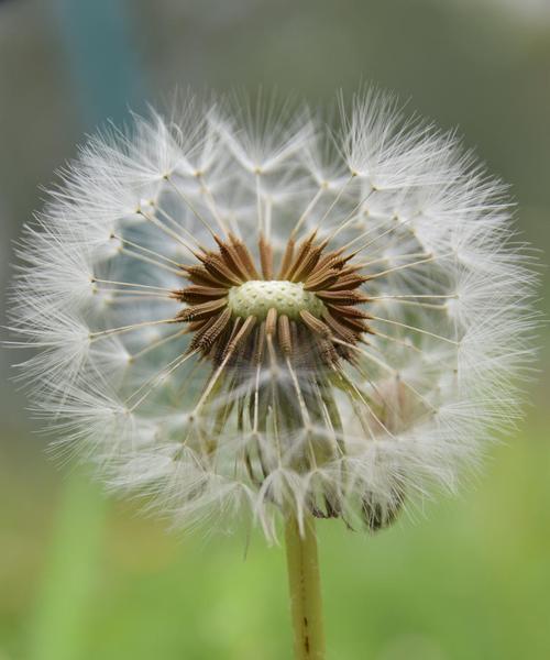 蒲公英花的象征意义是什么？如何解读蒲公英花语？