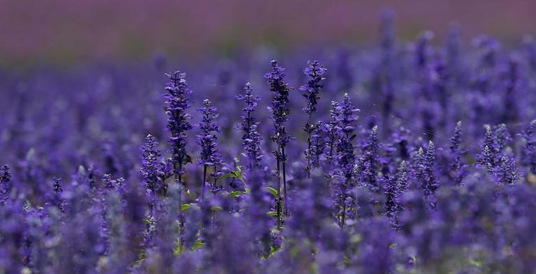普罗旺斯的花语是什么？如何用花卉表达爱意？