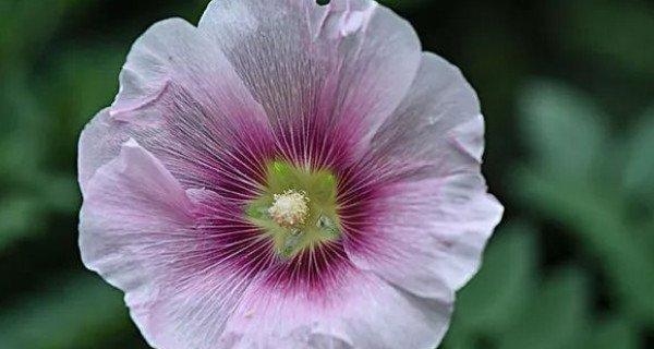 七色堇的花语代表什么？七色堇花语的含义有哪些？