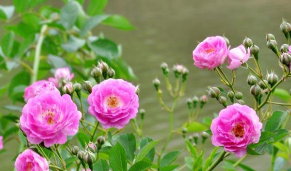 蔷薇花花语是什么？蔷薇的寓意象征有哪些常见问题？