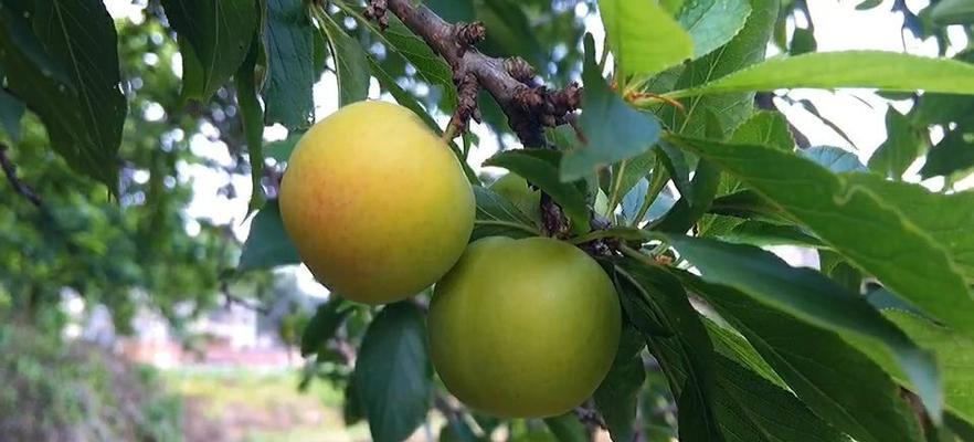 李子份成熟的季节是几月？如何判断李子成熟度？