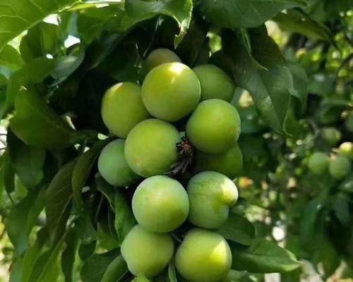 李子核可以种吗？如何正确种植李子核？