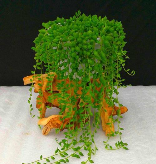 情人泪开花了吗？开花的寓意和兆头是什么？