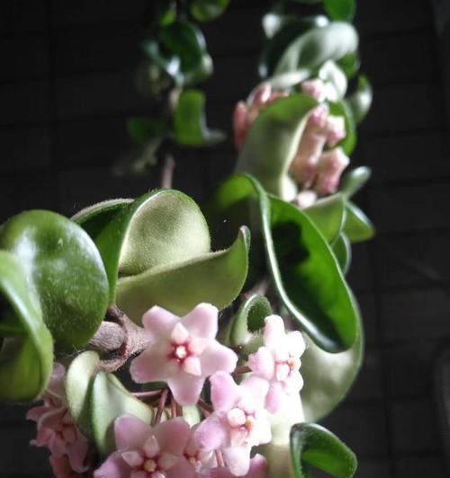 球兰开花预示着什么意思？如何正确解读球兰的花语？