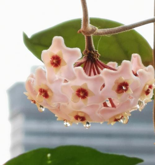 球兰开花预示着什么意思？如何正确解读球兰的花语？