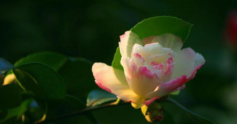 日本山茶花的花语是什么？它代表了哪些意义？