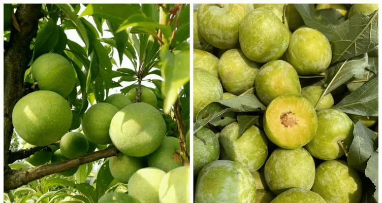 李子什么时候成熟？几月份是最佳采摘季节？