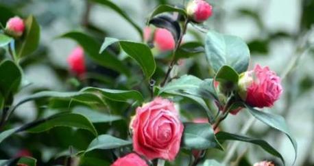 日本山茶花的花语是什么？它代表了哪些意义？