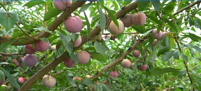 李子什么时候成熟？几月份是最佳采摘季节？