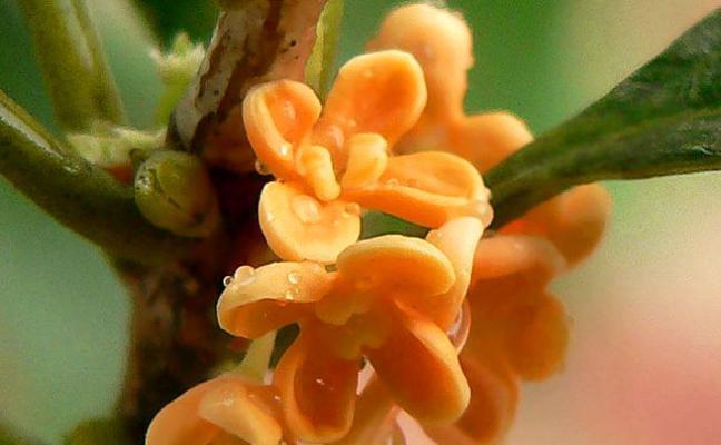 日照市花桂花的象征意义是什么？