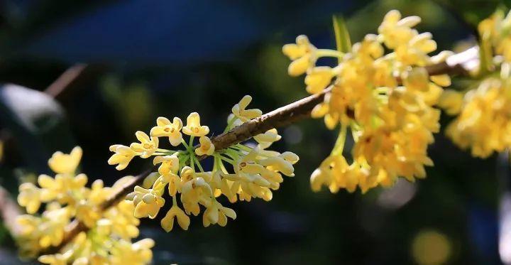 日照市花桂花的象征意义是什么？