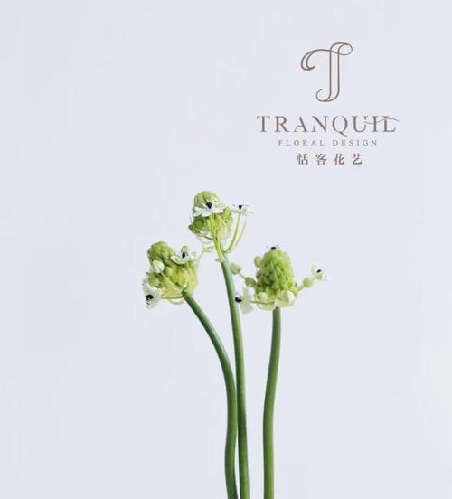 绒花代表什么？绒花的花语和寓意有哪些？