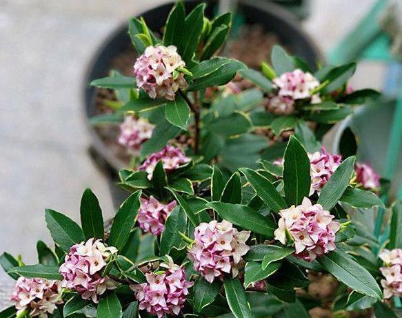 瑞香花花语是什么？它代表了哪些含义？