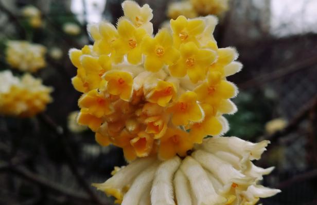 瑞香花花语是什么？它代表了哪些含义？