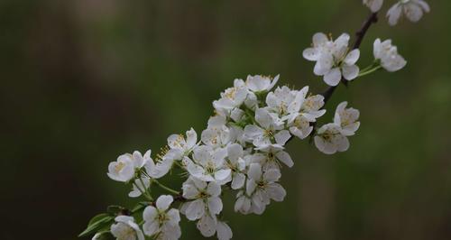 李子树什么时候开花结果？开花结果期的管理要点是什么？