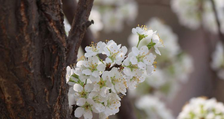 李子树什么时候开花结果？开花结果期的管理要点是什么？