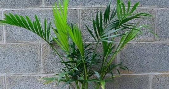 散尾葵开花了吗？其寓意和兆头是什么？
