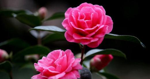 山茶花象征意义是什么？山茶花代表了哪些文化含义？