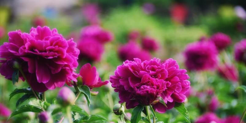 芍药花代表什么意思？如何正确解读其花语含义？