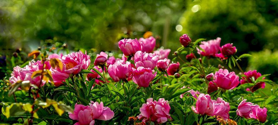 芍药花代表什么意思？如何正确解读其花语含义？