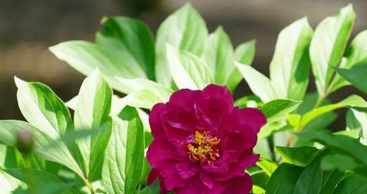 芍药花代表什么意思？如何正确解读其花语含义？