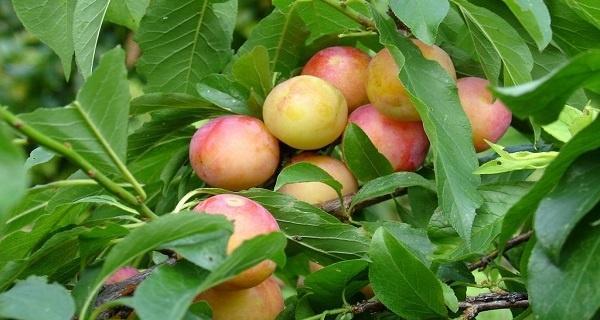 李子适合什么地方种植？最佳种植环境和条件是什么？