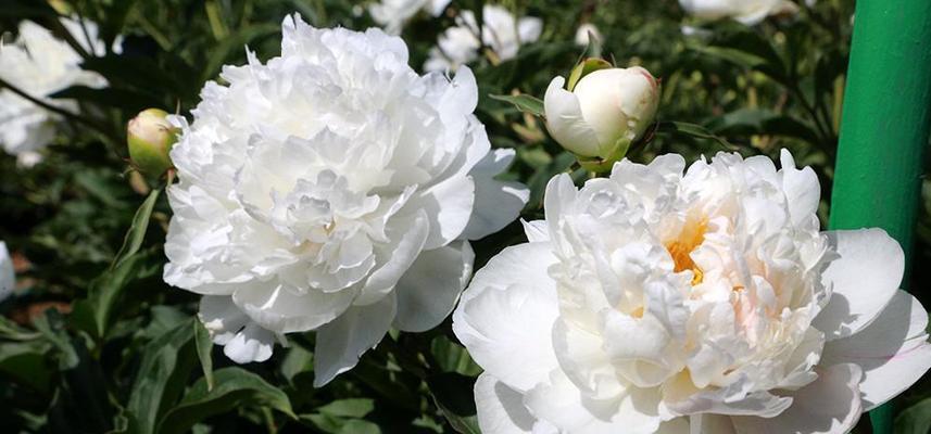 芍药花花语是什么？它代表了哪些意义？