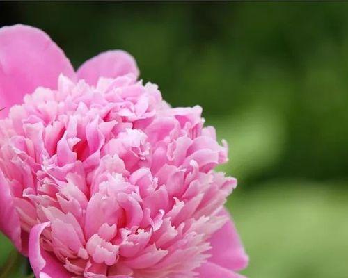 芍药花花语是什么？它代表了哪些意义？