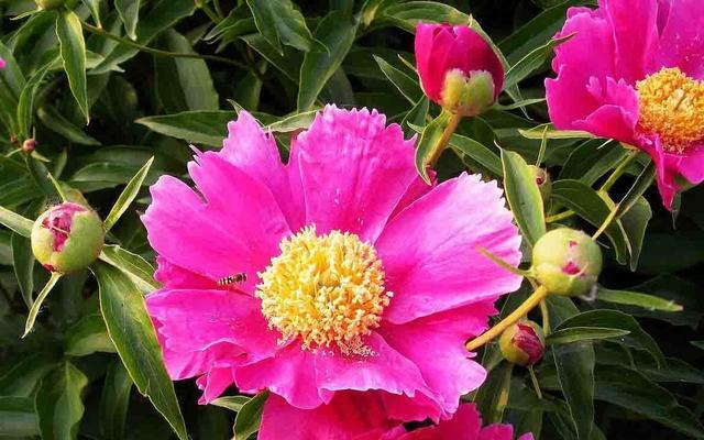 芍药花花语是什么？它代表了哪些意义？