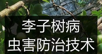 李子树病虫害如何防治？防治措施有哪些？