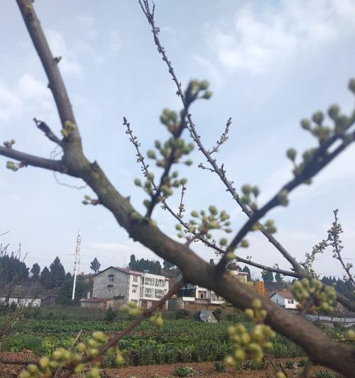 李子树几年开花结果？如何促进其早开花早结果？