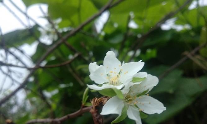 李子树开花和结果时间分别在几月？常见问题解答