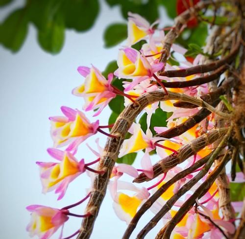 石斛开花的寓意是什么？石斛开花预示着什么兆头？