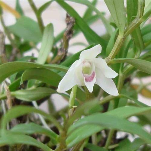 石斛兰的花语是什么意思？石斛兰寓意有哪些常见问题？