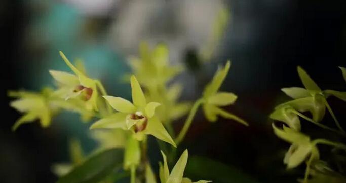 石斛兰的花语是什么意思？石斛兰寓意有哪些常见问题？