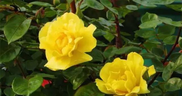 什么花象征着爱情的永恒？永恒爱情的花卉代表有哪些？
