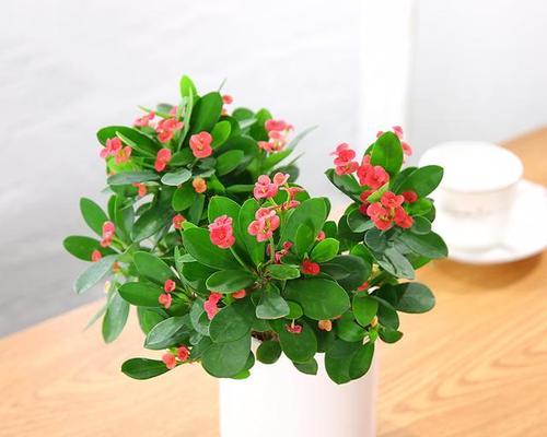 什么花象征财富？如何用花卉来招财进宝？