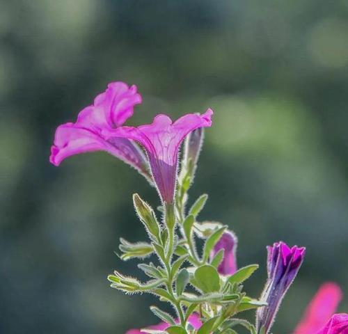 什么花象征沉默忧郁？寻找代表沉默忧郁的花卉有哪些？